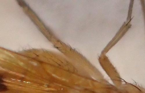 Meiosimyza decempunctata